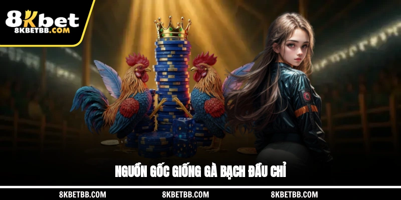 Nguồn gốc giống gà bạch đầu chỉ
