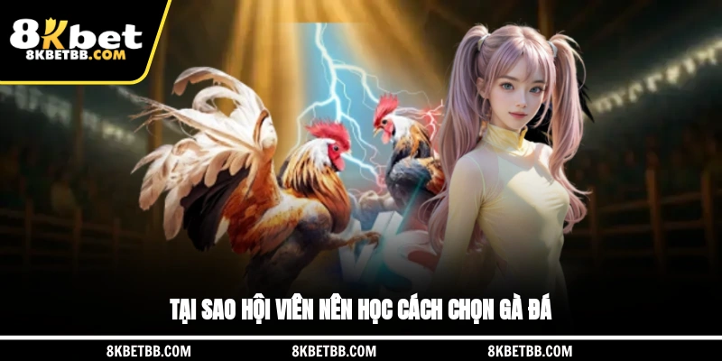 Tại sao hội viên nên học cách chọn gà đá