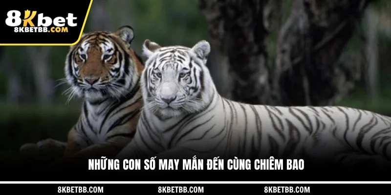 Những con số may mắn đến cùng chiêm bao